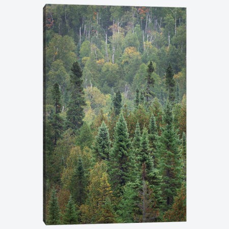 Superior National Forest IV Canvas Print #MJC51} by Alan Majchrowicz Canvas Wall Art
