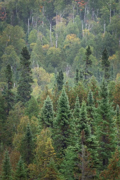 Alan Majchrowicz: Superior National Forest IV by Alan Majchrowicz