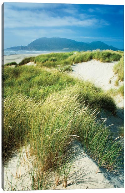 Oregon Dunes Grass Canvas Art Print - Coastal Sand Dune Art