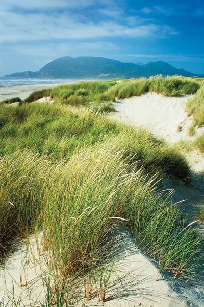 Oregon: Oregon Dunes Grass by Alan Majchrowicz
