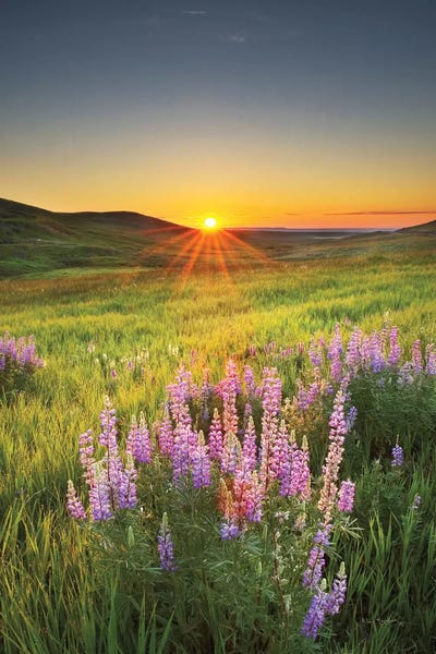 Fields, Grasslands & Meadows: Prairie Sunrise by Alan Majchrowicz