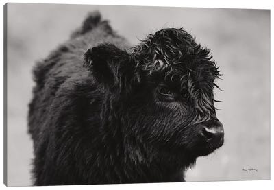 Scottish Highland Cattle XI In Black & White Canvas Art Print