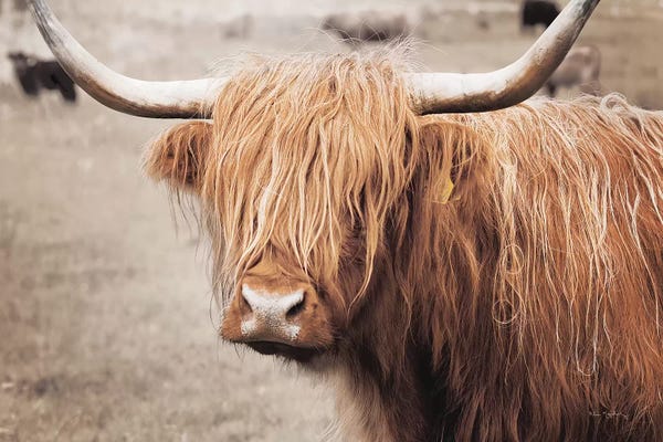 Alan Majchrowicz: Scottish Highland Cattle I Neutral by Alan Majchrowicz