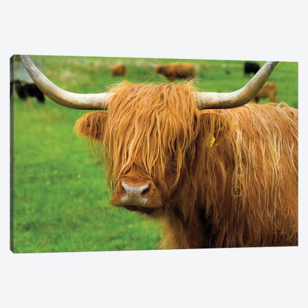 Scottish Highland Cattle I Canvas Print #MJC77} by Alan Majchrowicz Art Print