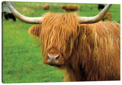 Scottish Highland Cattle I Canvas Art Print