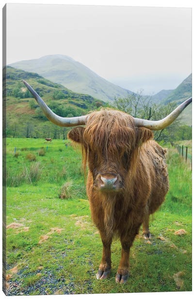 Scottish Highland Cattle VI Canvas Art Print - Highland Cow Art