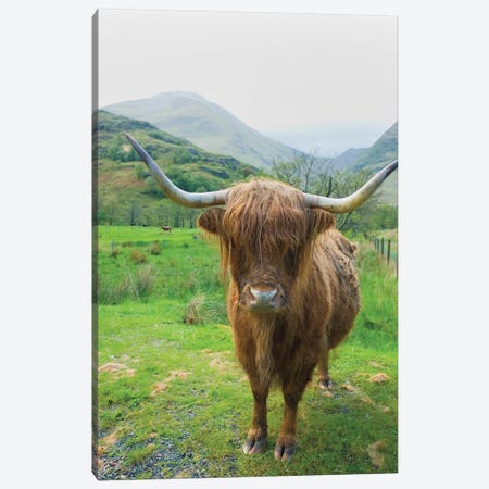 Scottish Highland Cattle VI Canvas Print #MJC78} by Alan Majchrowicz Canvas Wall Art