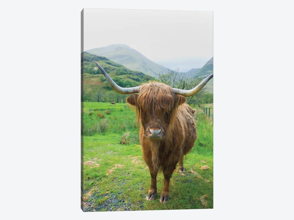 Scottish Highland Cattle VI by Alan Majchrowicz 1-piece Art Print
