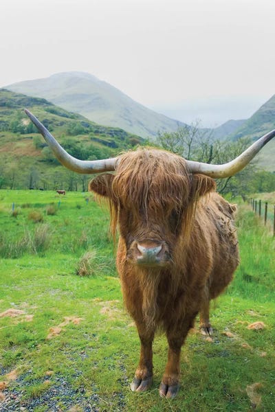 Scotland: Scottish Highland Cattle VI by Alan Majchrowicz