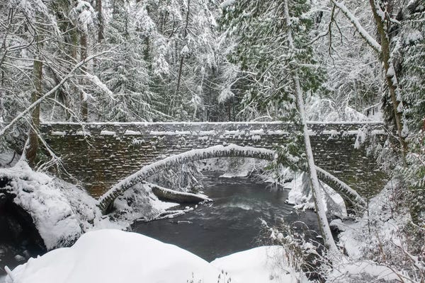 Evergreen Trees: Whatcom Creek Bridge by Alan Majchrowicz