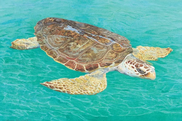 Michael J. Harrell: Sea Turtle by Michael J. Harrell