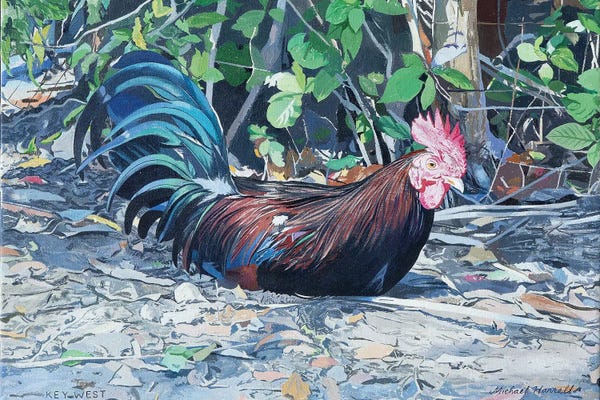 Michael J. Harrell: Florida Keys Rooster by Michael J. Harrell