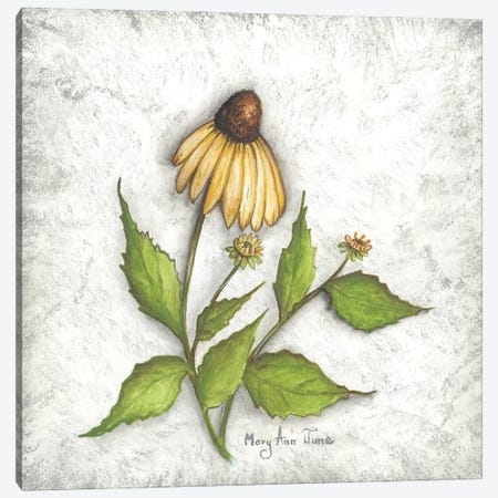 Bloomin' Coneflowers Canvas Print #MJN4} by Mary Ann June Canvas Print
