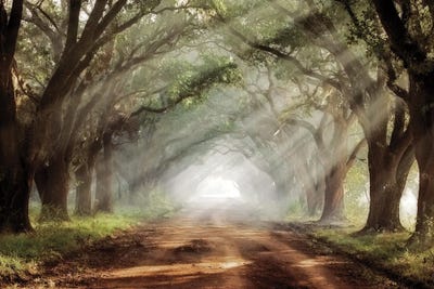 Black & Dark Art - Canvas Prints: Evergreen Platinum by Mike Jones
