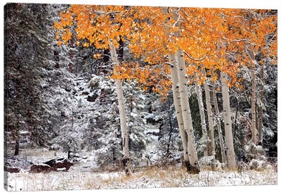 A Little Bit Of Winter Canvas Art Print - Aspen Tree Art
