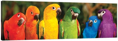 Rainbow Parrots Canvas Art Print - Panoramic Photography