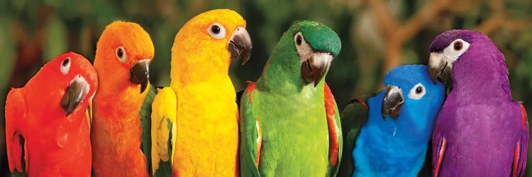 Rainbow Parrots by Mike Jones wall art