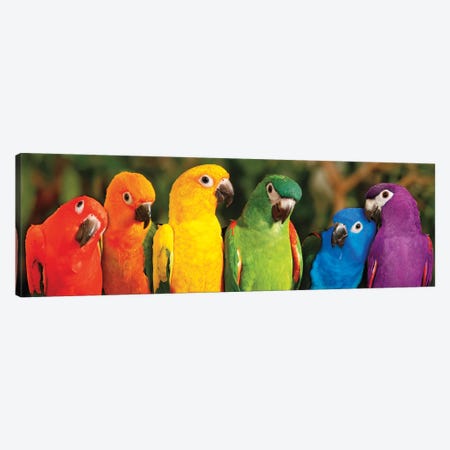 Rainbow Parrots Canvas Print #MJO7} by Mike Jones Canvas Artwork
