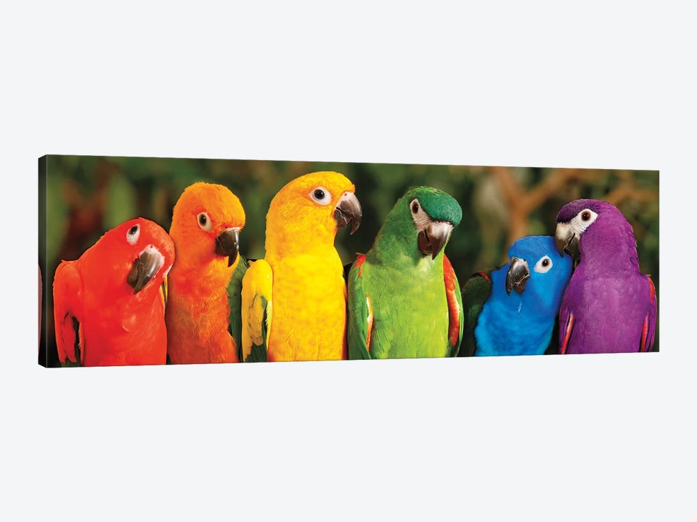 Rainbow Parrots by Mike Jones 1-piece Canvas Art