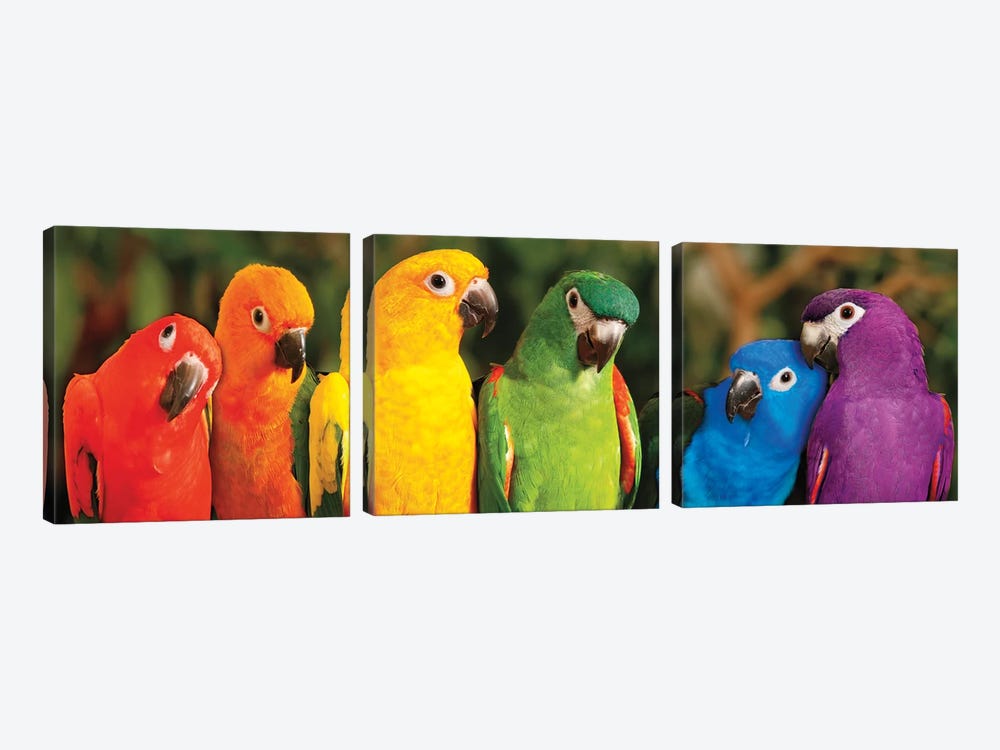 Rainbow Parrots by Mike Jones 3-piece Canvas Wall Art