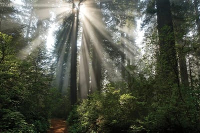 Shine On You Canvas Artwork By Mike Jones Icanvas