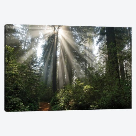 Shine On You Canvas Print #MJO9} by Mike Jones Canvas Print