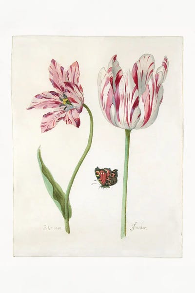 Tulips: Two Tulips I by Jacob Marrel