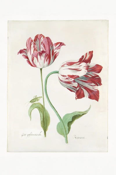Tulips: Two Tulips II by Jacob Marrel