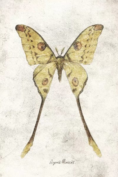 Argema Mimosae by Mike Koubou framed canvas print