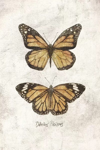 Monarch Butterflies: Danaus Plexippus by Mike Koubou