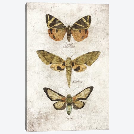 Butterflies VI Canvas Print #MKB113} by Mike Koubou Art Print