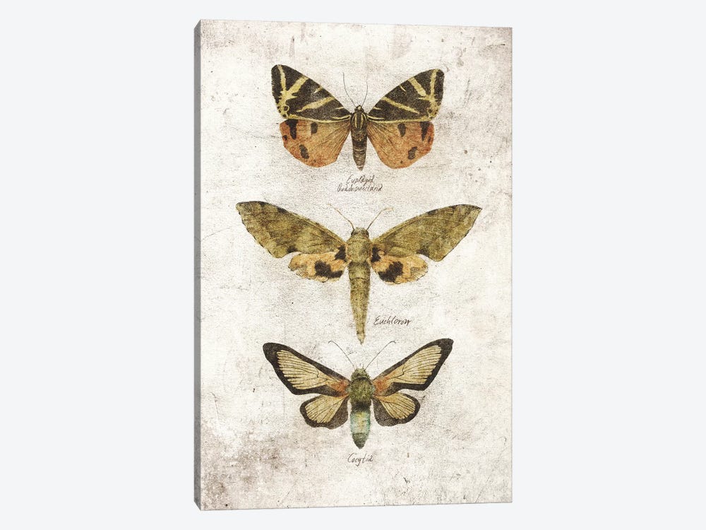 Butterflies VI by Mike Koubou 1-piece Art Print