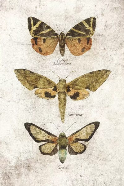 Vintage Animal Illustrations: Butterflies VI by Mike Koubou