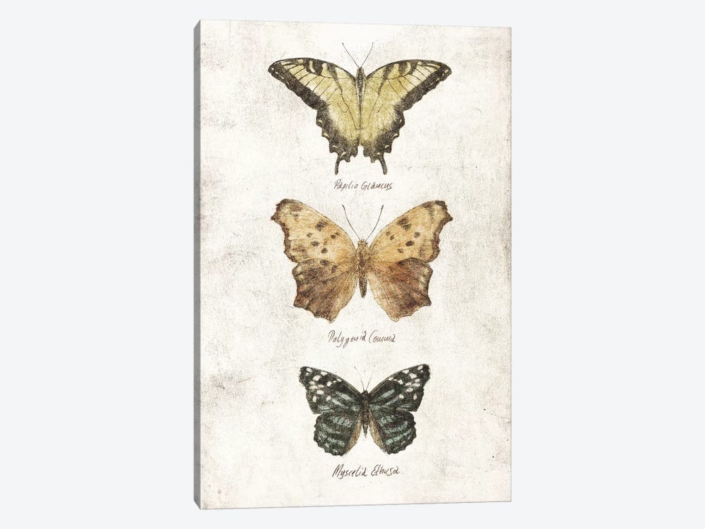 Butterflies II by Mike Koubou 1-piece Canvas Print