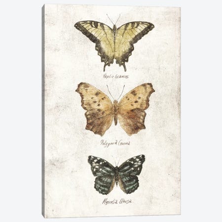 Butterflies II Canvas Print #MKB115} by Mike Koubou Canvas Artwork