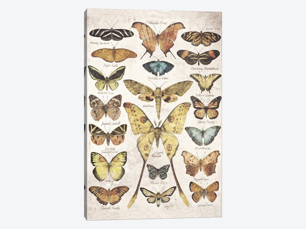Butterflies And Moths by Mike Koubou 1-piece Canvas Wall Art
