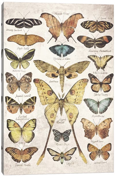 Butterflies And Moths Canvas Art Print - Butterfly Art