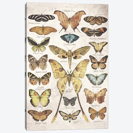 Butterflies And Moths Canvas Print #MKB116} by Mike Koubou Canvas Art