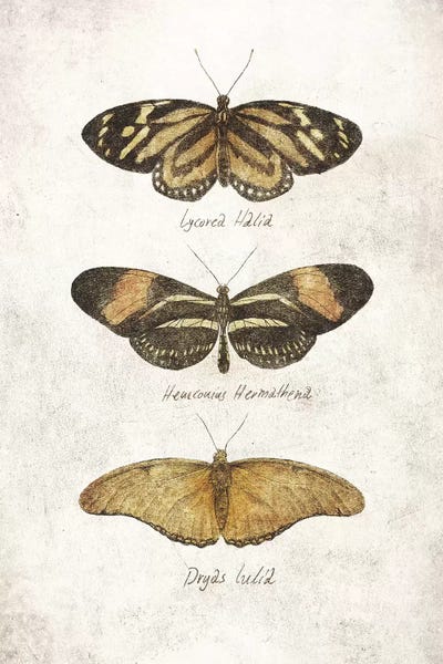 Butterflies III by Mike Koubou framed canvas print