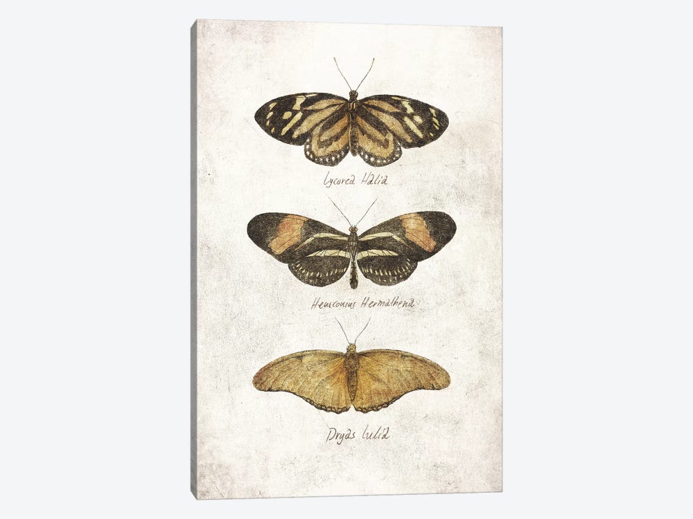 Butterflies III by Mike Koubou 1-piece Canvas Print