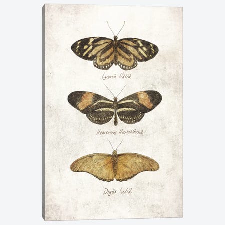 Butterflies III Canvas Print #MKB117} by Mike Koubou Canvas Artwork