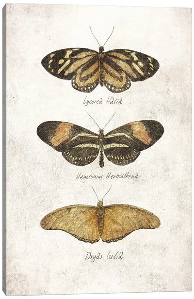 Butterflies III Canvas Art Print - Mike Koubou