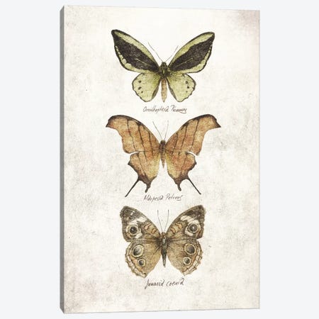 Butterflies IV Canvas Print #MKB118} by Mike Koubou Canvas Print