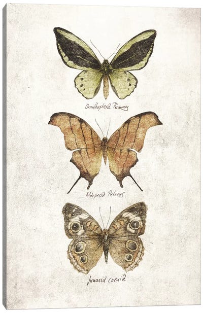 Butterflies IV Canvas Art Print - Mike Koubou