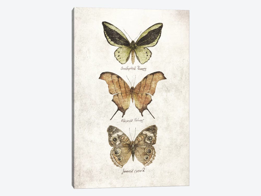 Butterflies IV by Mike Koubou 1-piece Canvas Artwork