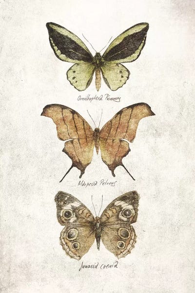 Vintage Animal Illustrations: Butterflies IV by Mike Koubou