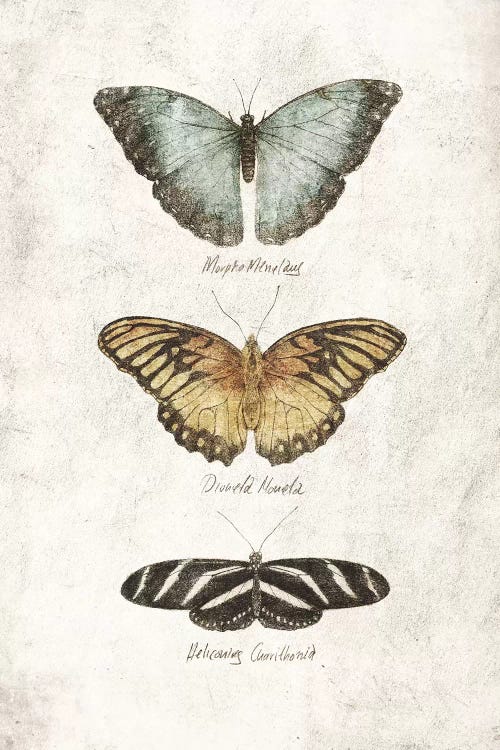 Butterflies I