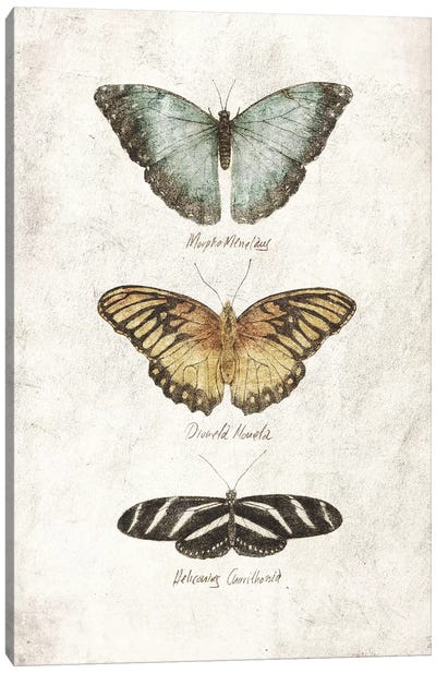 Butterflies I Canvas Art Print - Mike Koubou