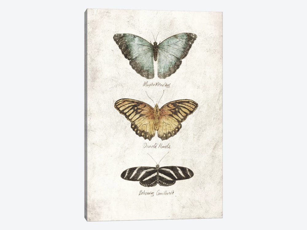 Butterflies I by Mike Koubou 1-piece Canvas Print