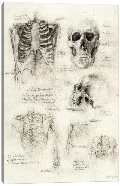Skeleton Canvas Art Print - Anatomy Art